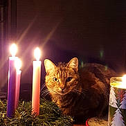 Myra is registered to the contest to win money with this photo: cat, feline, pet, candle, candles, wreath, table, plate, holiday, christmas, cozy, indoor, whiskers, eyes, portrait, warm_light, flame, decoration, centerpiece, festive