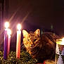 cat, feline, pet, candle, candles, wreath, table, plate, holiday, christmas, cozy, indoor, whiskers, eyes, portrait, warm_light, flame, decoration, centerpiece, festive