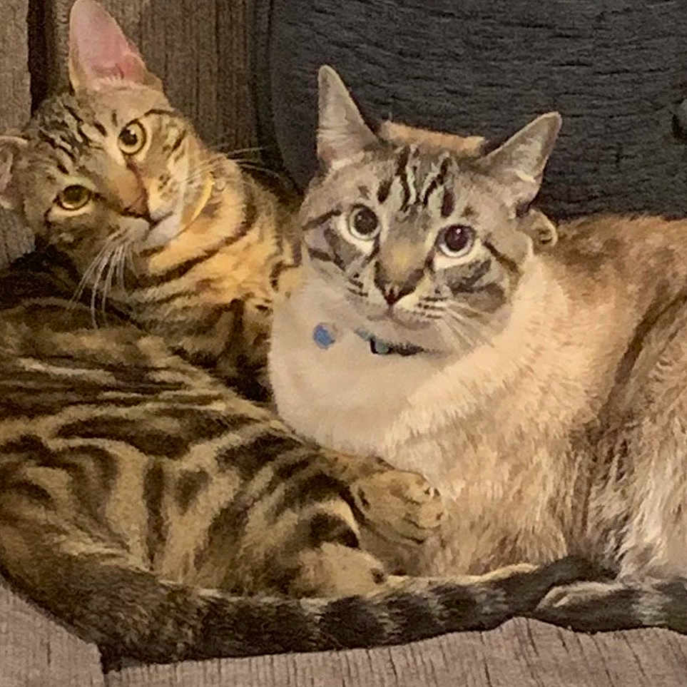 Toast And Cookie