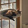 cat, window, sunlight, indoor, pet, feline, relaxing, cozy, fluffy, perch, door, wooden_frame, resting, domestic_animal, sleeping, sunny, home, animal, cute, quiet