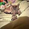 cat, tabby, stretching, blanket, plush_toys, soft, bedroom, cozy, indoor, relaxed, feline, cute, animal, pet, sleepy, comfort, striped, paw, resting, toy