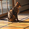 cat, tabby_cat, indoor, sunlight, shadow, wooden_floor, rug, glass_door, pet, animal, feline, collar, sitting, quiet, cozy, warm_light, home, peaceful, calm, domestic_animal