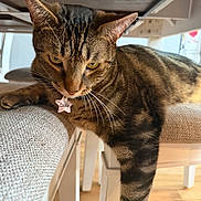 Toast And Cookie is registered to the contest to win money with this photo: cat, tabby, pet, indoor, furniture, chair, table, relaxed, stretching, fur, whiskers, collar, name_tag, wood_floor, domestic_animal, close_up, cute, animal, mammal, resting