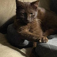 Charlie Brown joined the competition — help win amazing prizes! animal, blanket, brown_cat, cat, couch, cozy, cute, domestic_cat, feline, fur, home, indoor, knitted, paw, pet, relaxed, resting, shadow, sleepy, whiskers