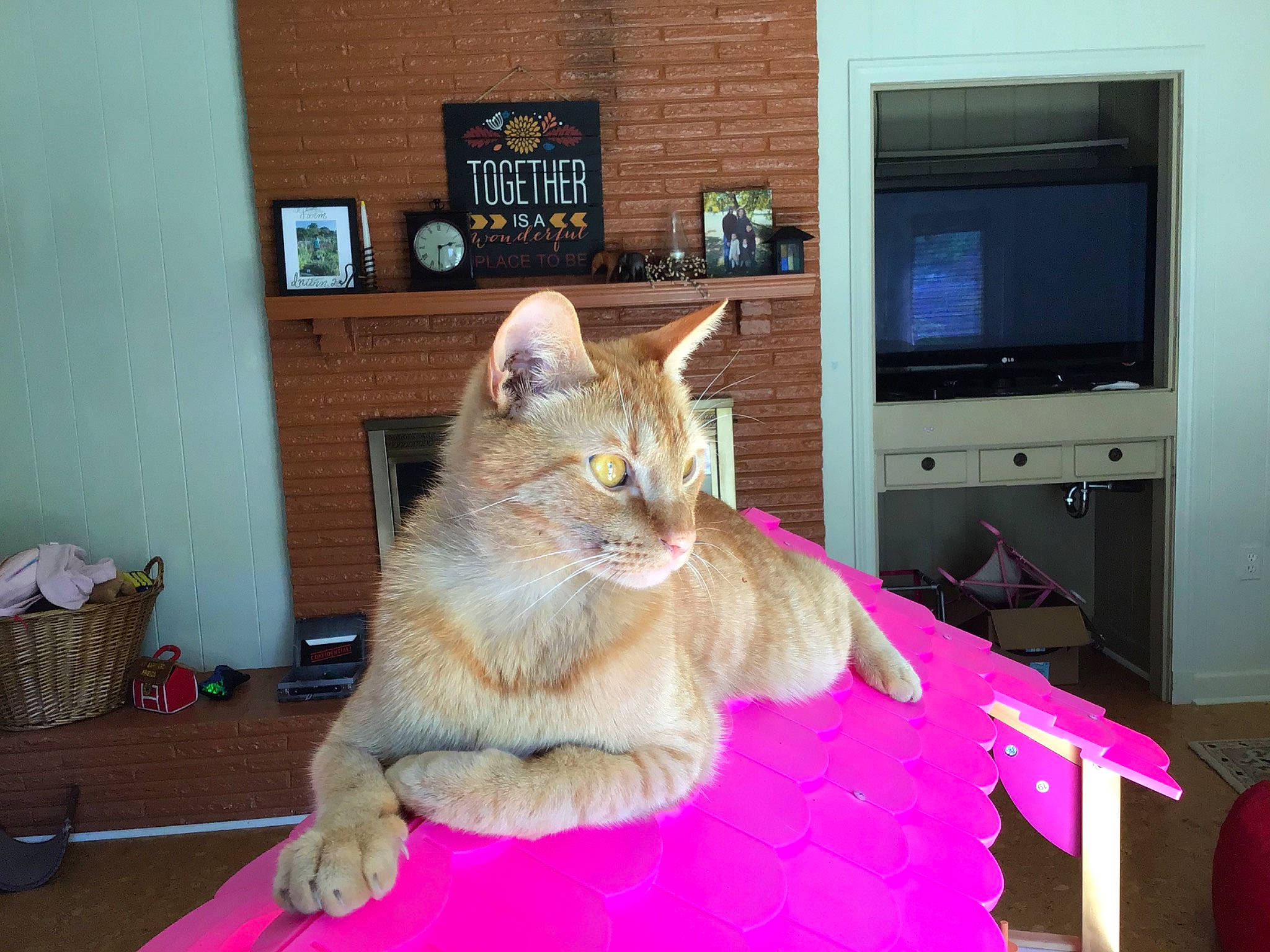 Cheerio joined the competition — help win amazing prizes! asian, carnivore, cat, domestic_short_haired_cat, european_shorthair, fawn, felidae, fur, kitten, mammal, paw, polydactyl_cat, room, small_to_medium_sized_cats, snapshot, somali, tabby_cat, tail, whiskers