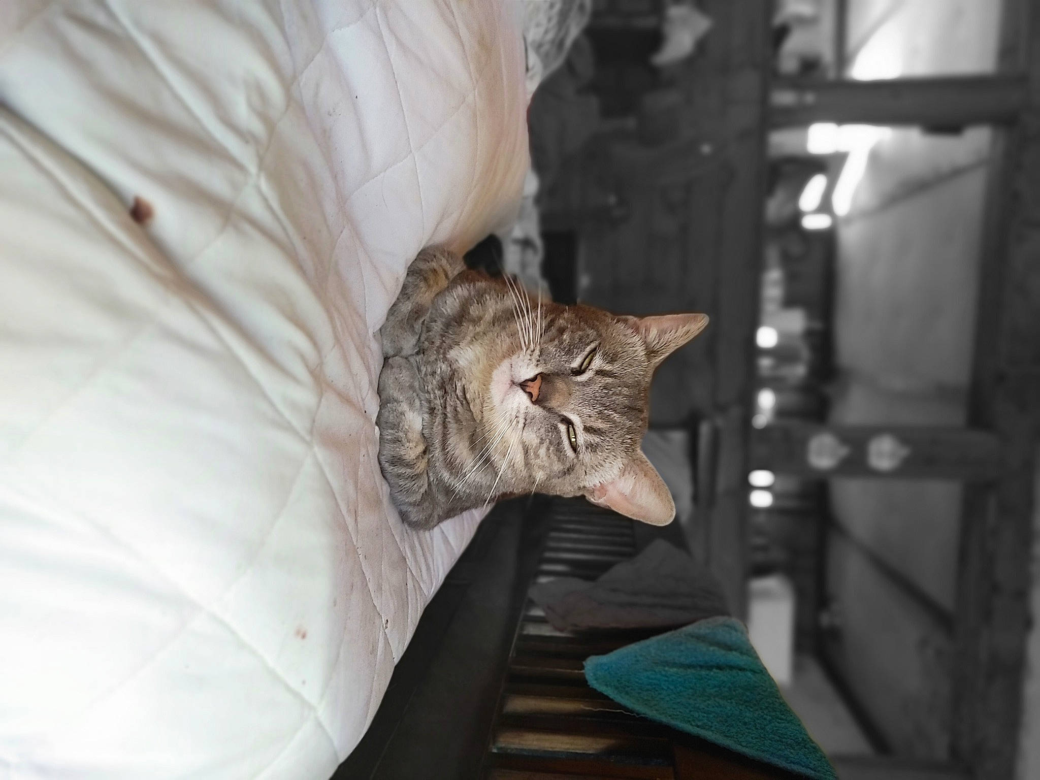 Graygray joined the competition — help win amazing prizes! canidae, carnivore, cat, claw, comfort, domestic_short_haired_cat, door, felidae, fur, grey, small_to_medium_sized_cats, snout, sporting_group, tail, whiskers, wood