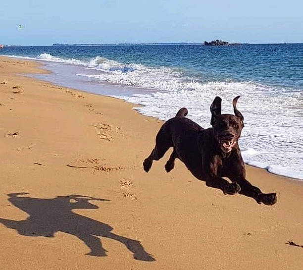 Lys a rejoint le concours — aidez-le/la à gagner de superbes lots ! beach, body_of_water, carnivore, cloud, companion_dog, dog, dog_breed, fawn, fun, horizon, landscape, ocean, sand, sky, sporting_group, tail, water, wind_wave, wood, working_animal
