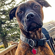 Ruben joined the competition — help win amazing prizes! animal, background, barbecue_grill, brindle, canine, close_up, collar, curious, daylight, deck, dog, ears, fur, nature, outdoor, pet, portrait, tag, tree, wooden_railing
