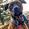 animal, background, barbecue_grill, brindle, canine, close_up, collar, curious, daylight, deck, dog, ears, fur, nature, outdoor, pet, portrait, tag, tree, wooden_railing