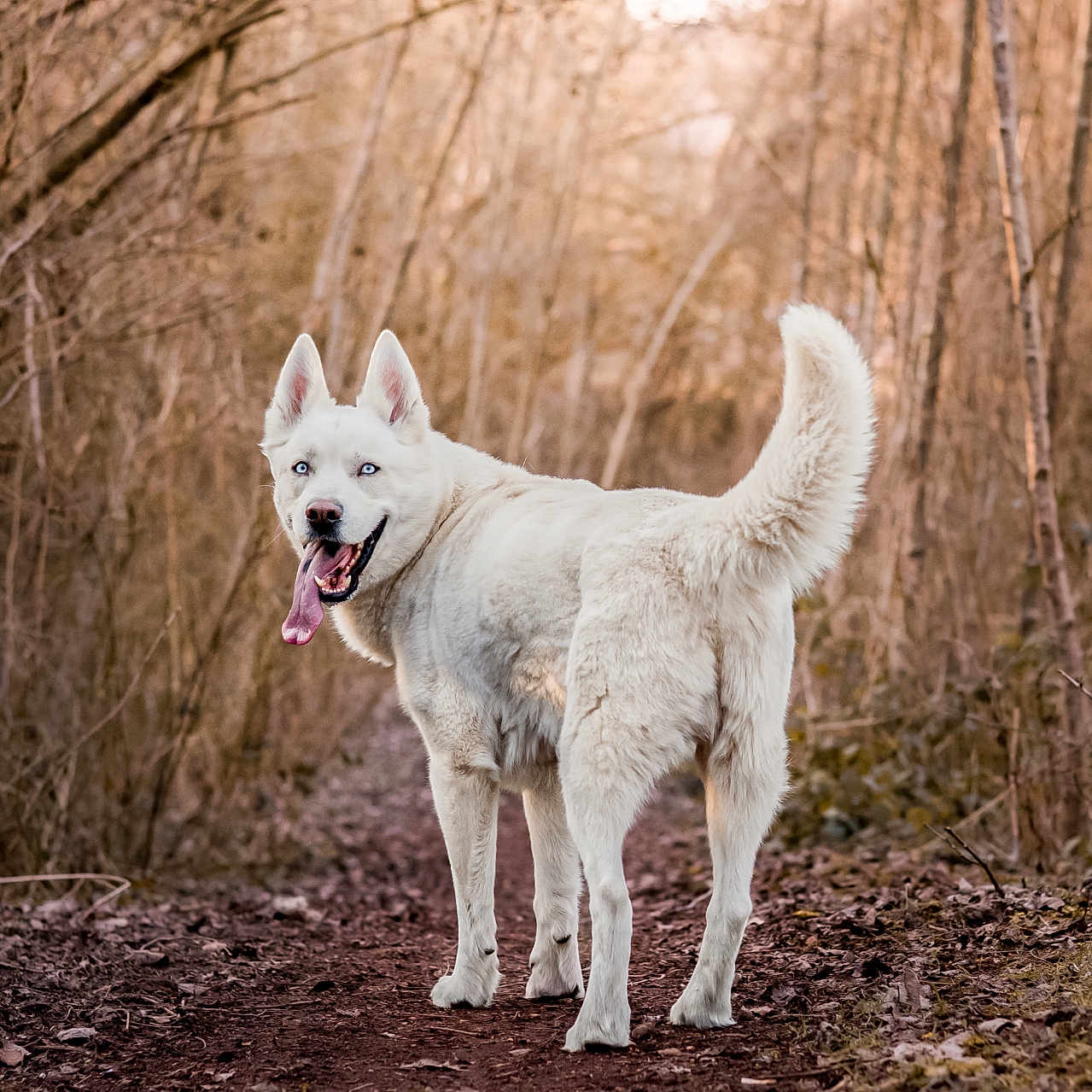 Pablo a rejoint le concours — aidez-le/la à gagner de superbes lots ! accessories, animal, bodypart, canine, dog, eskimodog, fox, husky, mouth, nature, outdoors, person, pet, puppy, redwolf, soil, strap, tongue, whitedog, wolf