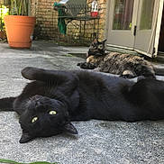 Sir Gizmo is registered to the contest to win money with this photo: cat, cats, black_cat, tortoiseshell_cat, fluffy, lying_down, belly_up, relaxed, outdoor, courtyard, patio, brick_wall, potted_plants, sunlight, glass_door, concrete, domestic_animals, whiskers, green_eyes, funny_pose