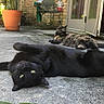 cat, cats, black_cat, tortoiseshell_cat, fluffy, lying_down, belly_up, relaxed, outdoor, courtyard, patio, brick_wall, potted_plants, sunlight, glass_door, concrete, domestic_animals, whiskers, green_eyes, funny_pose