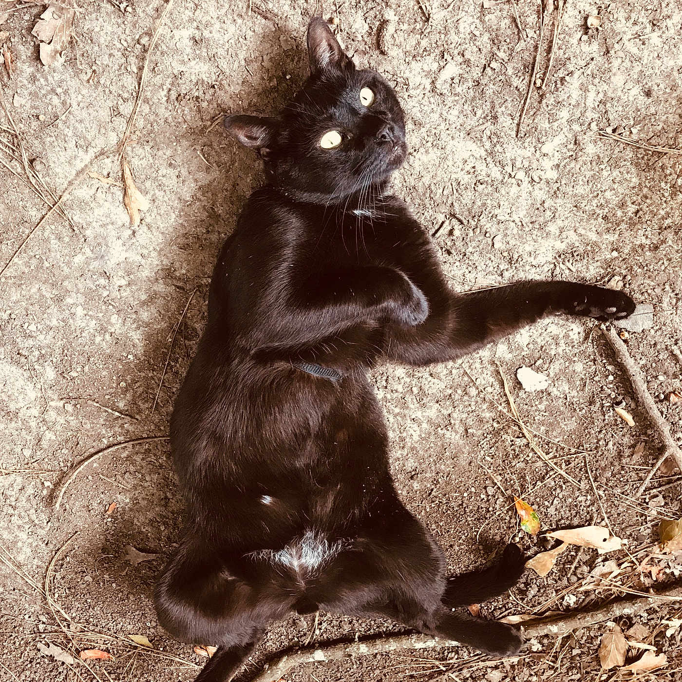 Sir Gizmo is registered to the contest to win money with this photo: cat, black_cat, animal, pet, feline, lying_down, outdoor, ground, dirt, dry_leaves, twigs, black_fur, yellow_eyes, whiskers, paws, tail, portrait, sepia_tone, dramatic_pose, nature