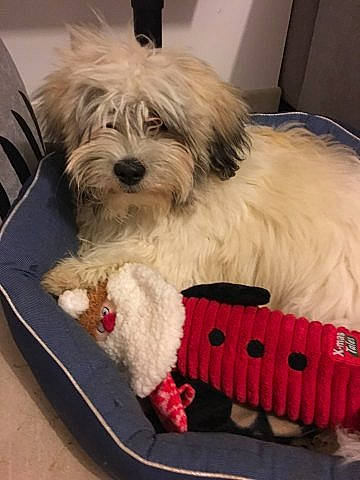 Oops a rejoint le concours — aidez-le/la à gagner de superbes lots ! canidae, carnivore, companion_dog, coton_de_tulear, dog, dog_breed, havanese, kyi_leo, lhasa_apso, lowchen, maltepoo, maltese, mammal, puppy, rare_breed_dog, shih_tzu, sporting_lucas_terrier, tibetan_terrier, toy_dog, vertebrate