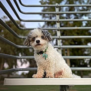Marshmallow joined the competition — help win amazing prizes! dog, bench, outdoor, pet, fluffy, white, gray, blue_eyes, park, metal_railings, fur, collar, tags, animal, sitting, nature, grass, tree, daylight, cute