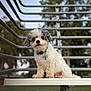 dog, bench, outdoor, pet, fluffy, white, gray, blue_eyes, park, metal_railings, fur, collar, tags, animal, sitting, nature, grass, tree, daylight, cute