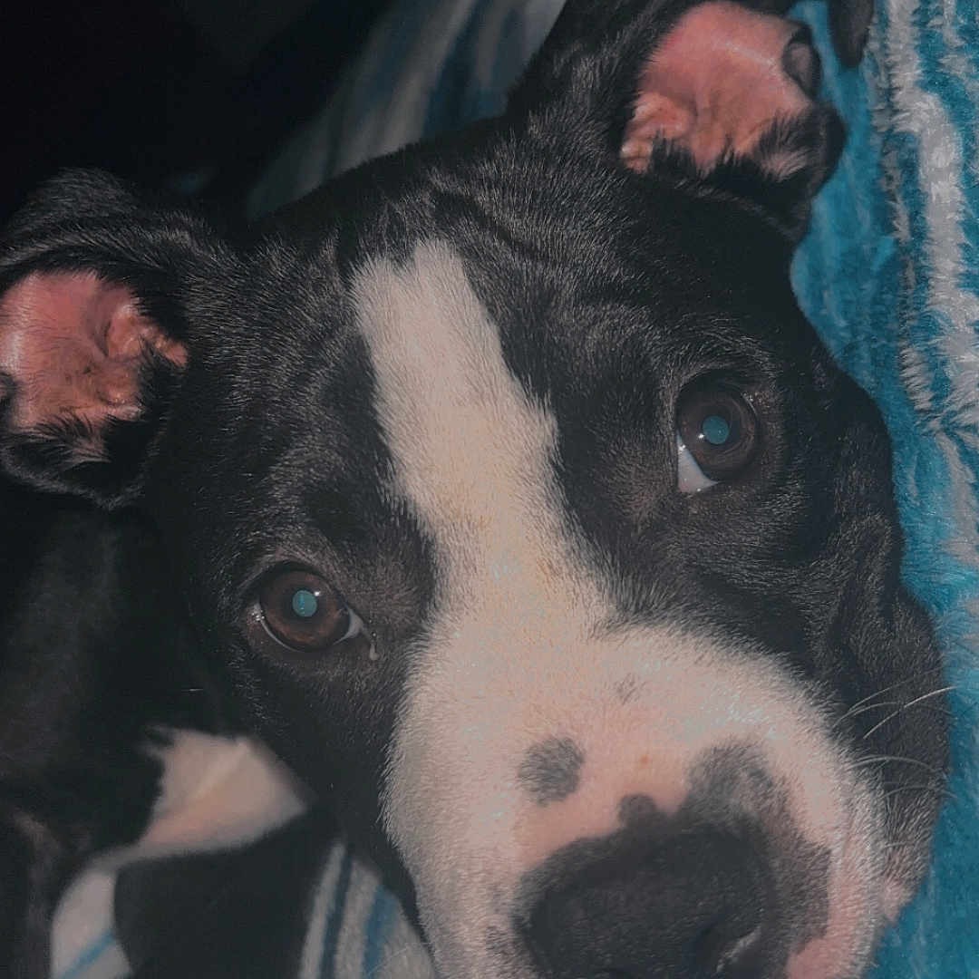 Princess is registered to the contest to win money with this photo: animal, black_and_white, blanket, close_up, cozy, cute, dog, ears, face, fur, indoor, lamp, looking_at_camera, lying_down, nostrils, pet, portrait, resting, soft_light, striped