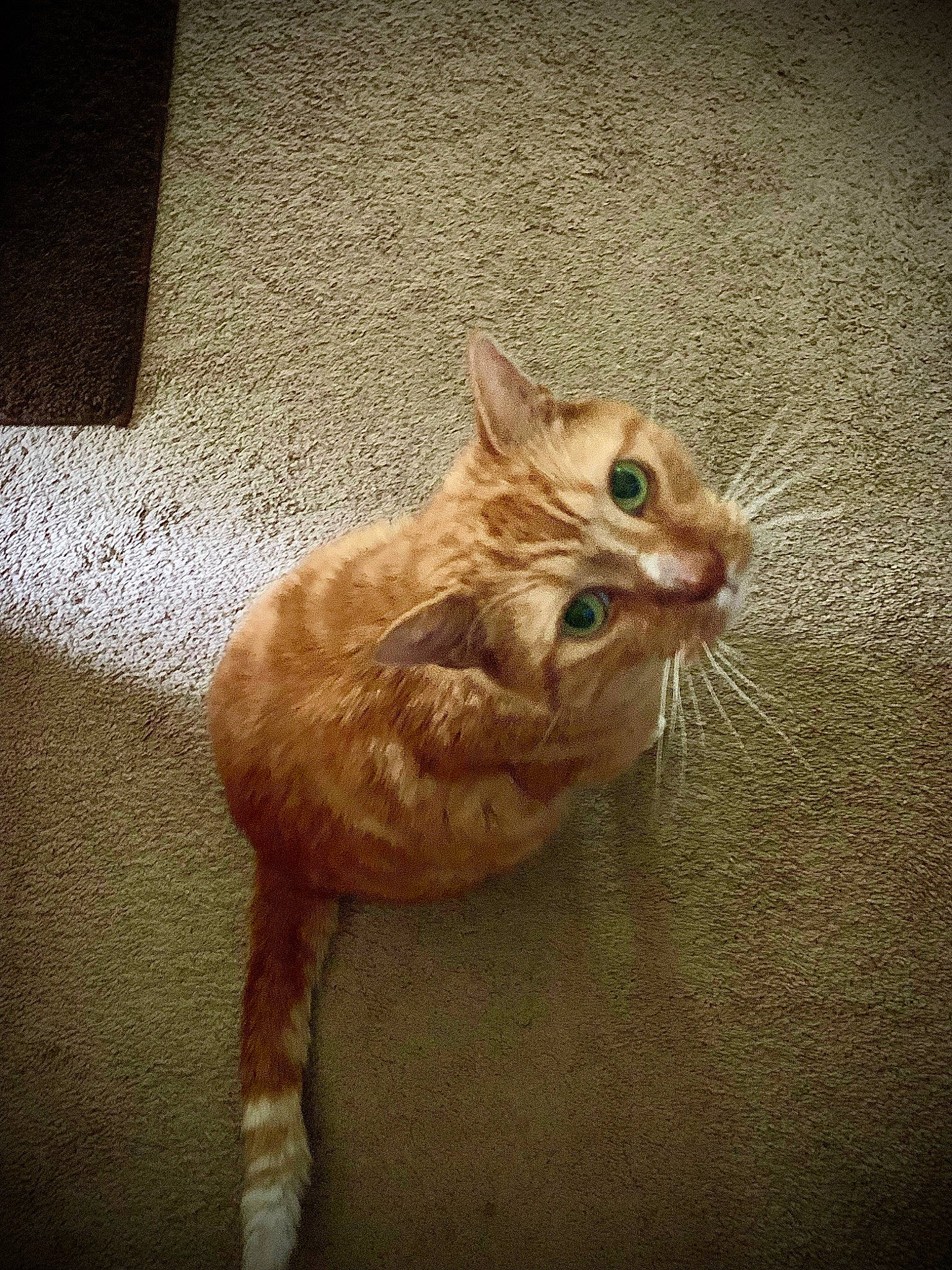 Flea is registered to the contest to win money with this photo: carnivore, cat, claw, darkness, domestic_short_haired_cat, felidae, flooring, fur, paw, peach, shadow, small_to_medium_sized_cats, tail, terrestrial_animal, whiskers, window, wood