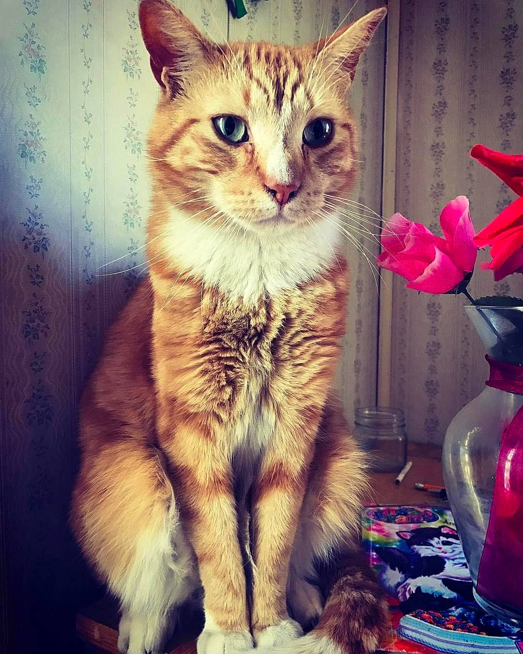 Flea joined the competition — help win amazing prizes! carnivore, cat, domestic_short_haired_cat, event, fawn, felidae, fur, happy, holiday, metal, night, paw, petal, sky, small_to_medium_sized_cats, square, tail, visual_arts, whiskers