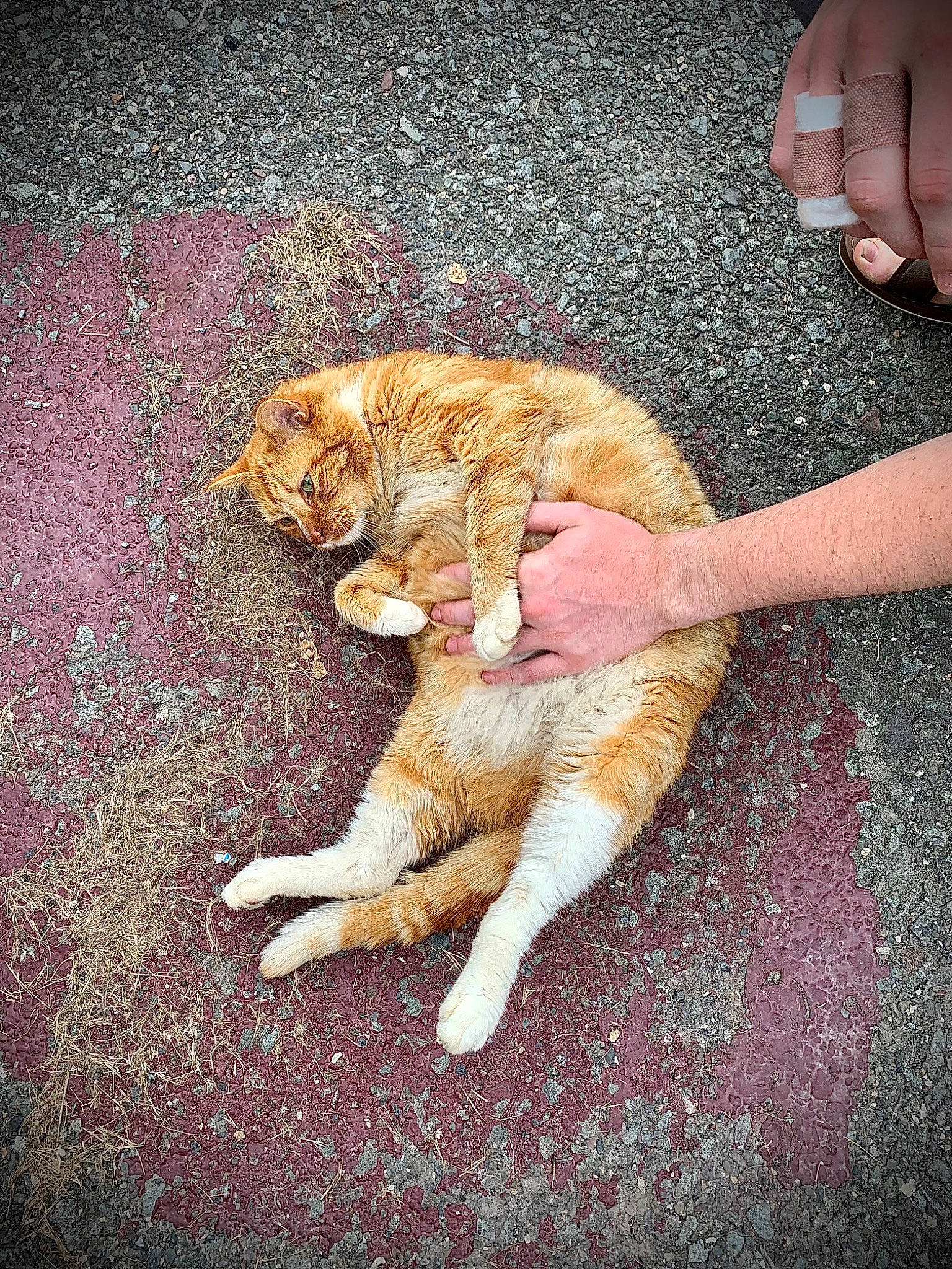 Flea is registered to the contest to win money with this photo: asphalt, canidae, carnivore, cat, companion_dog, domestic_short_haired_cat, fawn, felidae, foot, fur, grass, human_leg, paw, road_surface, small_to_medium_sized_cats, snout, sporting_group, tail, whiskers, wood