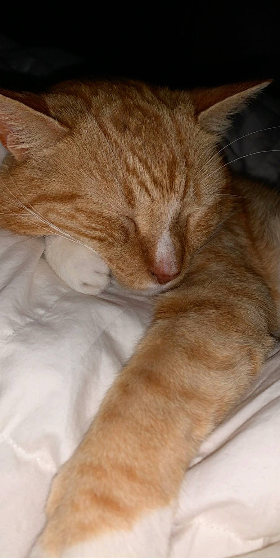 Flea is registered to the contest to win money with this photo: carnivore, cat, claw, comfort, domestic_short_haired_cat, ear, fawn, felidae, foot, fur, human_leg, nap, paw, sleep, small_to_medium_sized_cats, snout, tail, terrestrial_animal, whiskers, wood