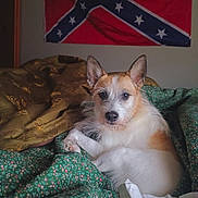 Chloe is registered to the contest to win money with this photo: dog, pet, indoor, blanket, floral_pattern, brown_blanket, wall, flag, confederate_flag, fur, canine, resting, looking_at_camera, ears_up, medium_coat, animal, cute, comfort, bedroom, cozy