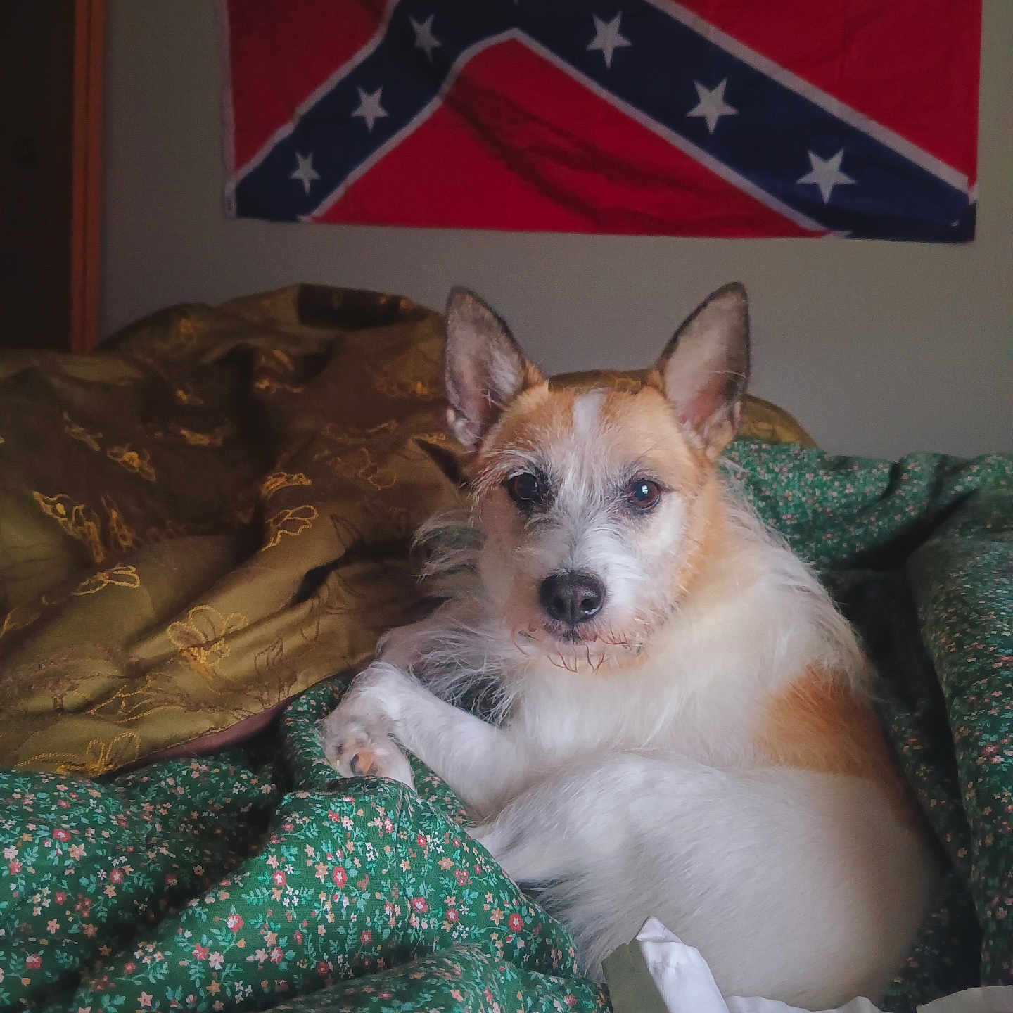 Chloe is registered to the contest to win money with this photo: animal, bedroom, blanket, brown_blanket, canine, comfort, confederate_flag, cozy, cute, dog, ears_up, flag, floral_pattern, fur, indoor, looking_at_camera, medium_coat, pet, resting, wall
