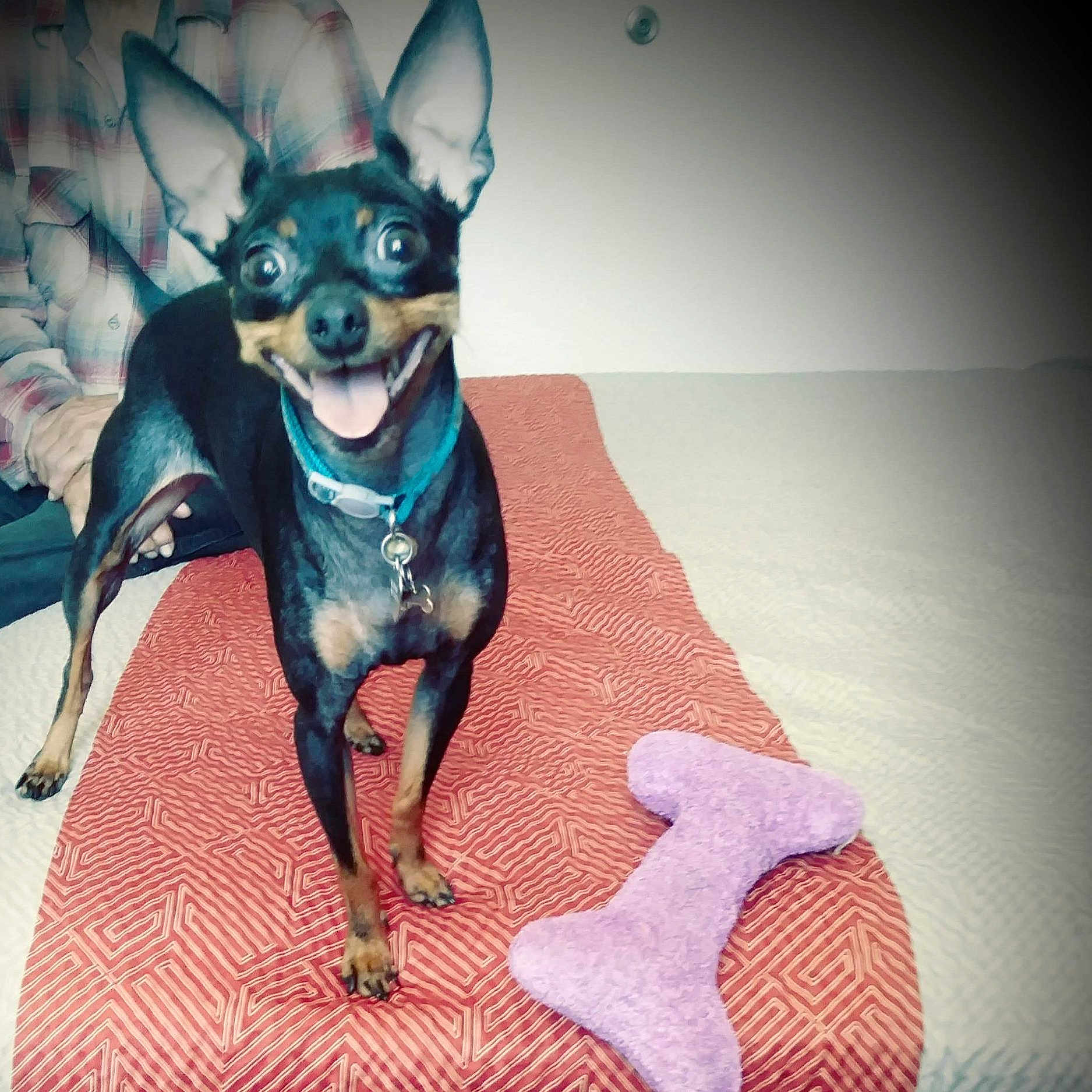 Mao Mao joined the competition — help win amazing prizes! animal, bed, bedspread, black_and_tan, collar, dog, ears, excited, fur, happy, indoor, looking_at_camera, paw, person, pet, plaid_shirt, small_dog, smiling, tongue, toy