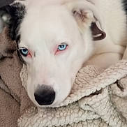 Lola participe au concours pour gagner de l'argent avec cette photo : dog, blue_eyes, close_up, blanket, resting, white_fur, black_spot, indoor, pet, cozy, soft_texture, lying_down, calm, fur, animal, companion, cute, domestic, relaxed, snuggle