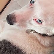 Lola a rejoint le concours — aidez-le/la à gagner de superbes lots ! animal, bed, black_and_white, blanket, blue_eyes, canine, close_up, collar, comfort, dog, domestic_animal, fur, headboard, indoor, looking_away, pattern, pet, portrait, relaxation, resting