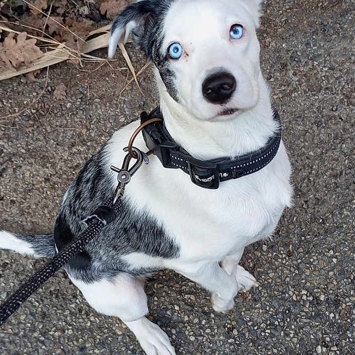 Lola a rejoint le concours — aidez-le/la à gagner de superbes lots ! animal, black_and_white_fur, blue_eyes, canine, close_up, collar, curious, daylight, dog, dry_leaves, grass, gravel_path, leash, looking_up, nature, obedient, outdoor, pet, portrait, sitting