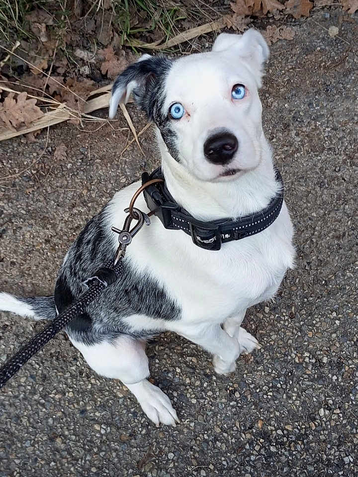 Lola a rejoint le concours — aidez-le/la à gagner de superbes lots ! dog, blue_eyes, black_and_white_fur, leash, collar, outdoor, gravel_path, dry_leaves, grass, pet, animal, sitting, looking_up, curious, portrait, canine, nature, daylight, close_up, obedient