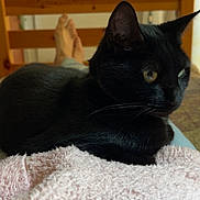 Ruby a rejoint le concours — aidez-le/la à gagner de superbes lots ! black_cat, cat, pet, animal, indoor, bed, blanket, furniture, relaxation, cozy, soft_texture, wooden_bed, feet, resting, close_up, fur, whiskers, domestic_cat, comfort, home