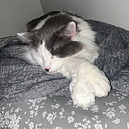 Smokey joined the competition — help win amazing prizes! cat, sleeping, gray_fur, white_fur, paw, blanket, bedspread, floral_pattern, cozy, indoor, resting, cute, pet, animal, feline, soft_texture, quiet, peaceful, domestic, comfortable