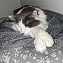 cat, sleeping, gray_fur, white_fur, paw, blanket, bedspread, floral_pattern, cozy, indoor, resting, cute, pet, animal, feline, soft_texture, quiet, peaceful, domestic, comfortable