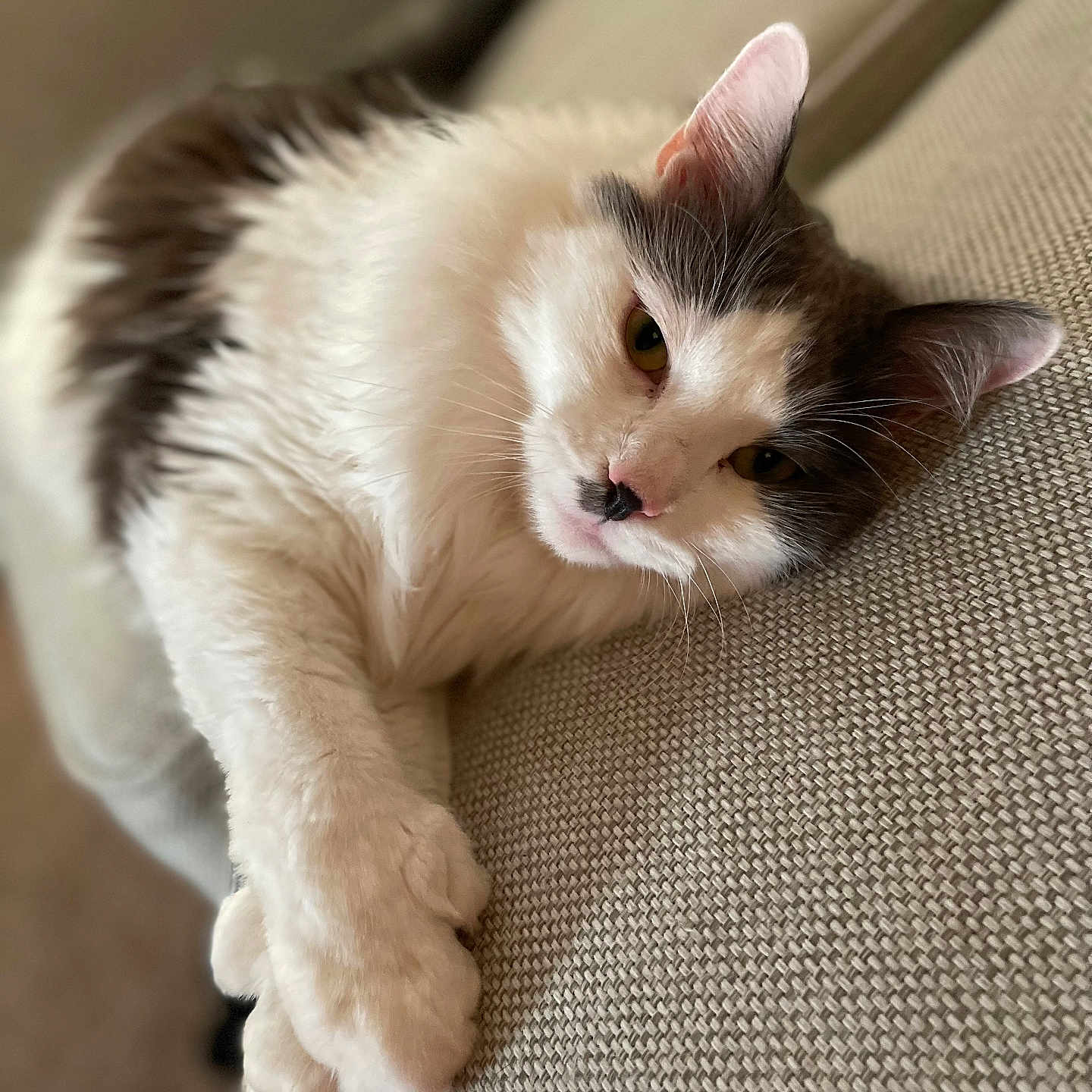 Smokey is registered to the contest to win money with this photo: animal, cat, closeup, couch, cozy, ears, eyes, fluffy, furniture, gray, indoor, lounging, paws, pet, relaxed, resting, soft, texture, whiskers, white
