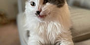 Smokey joined the competition — help win amazing prizes! cat, fluffy, white, gray, indoor, couch, furniture, pet, animal, relaxed, stretching, cozy, home, blurred_background, paws, cute, domestic, feline, soft, portrait