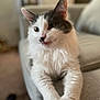 cat, fluffy, white, gray, indoor, couch, furniture, pet, animal, relaxed, stretching, cozy, home, blurred_background, paws, cute, domestic, feline, soft, portrait