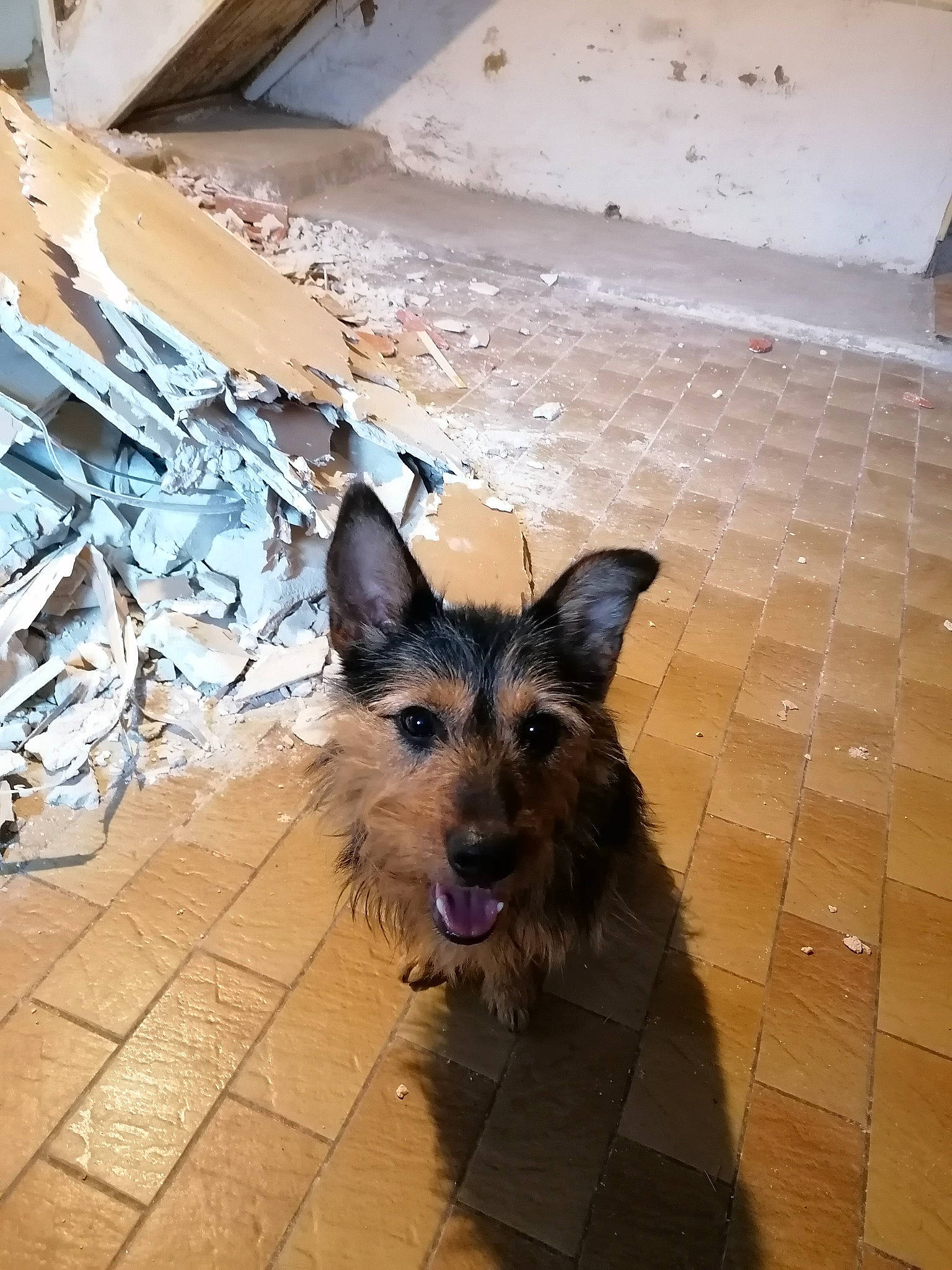 Pepsie participe au concours pour gagner de l'argent avec cette photo : canidae, carnivore, dog, dog_breed, fawn, flagstone, floor, flooring, fur, german_shepherd_dog, herding_dog, king_shepherd, liver, old_german_shepherd_dog, snout, sporting_group, tile, tile_flooring, working_animal, working_dog