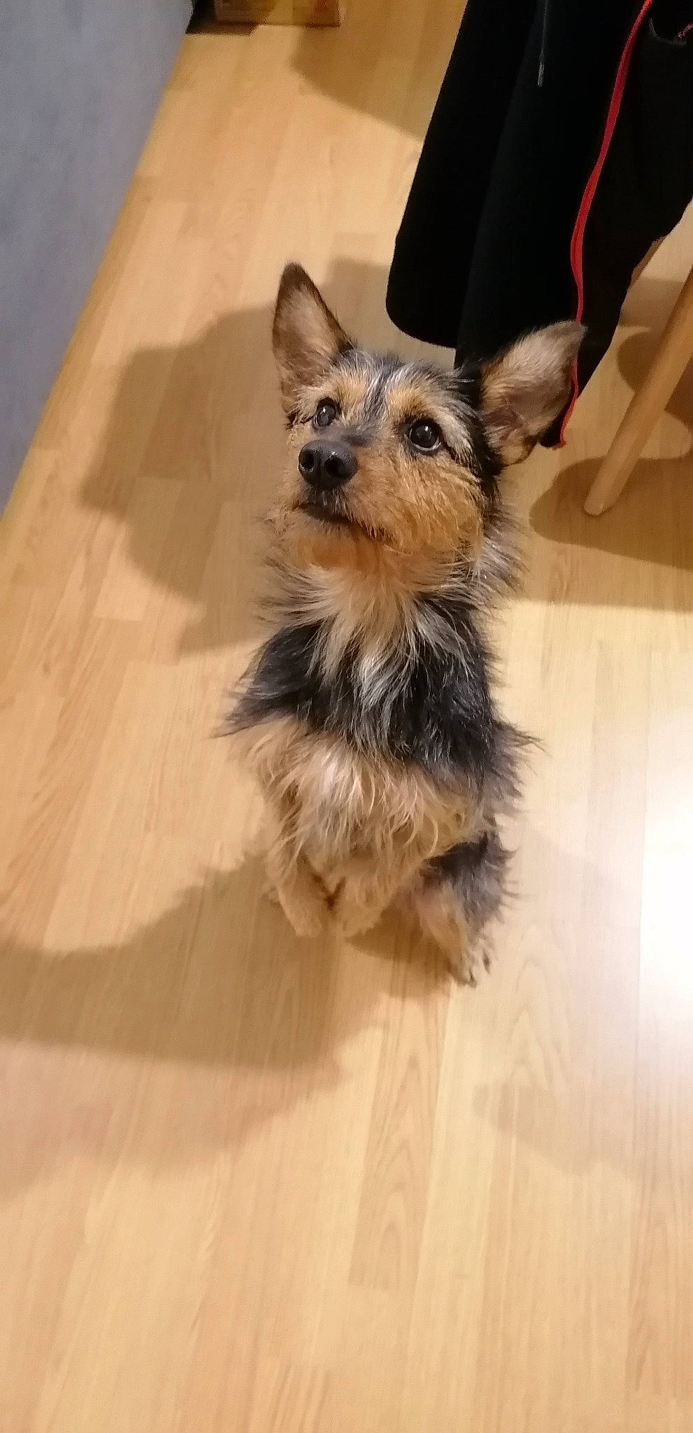 Pepsie participe au concours pour gagner de l'argent avec cette photo : beige, canidae, carnivore, companion_dog, dog, dog_breed, dog_supply, fawn, floor, flooring, fur, laminate_flooring, mammal, puppy, small_terrier, snout, toy_dog, vertebrate, wood_flooring, working_animal