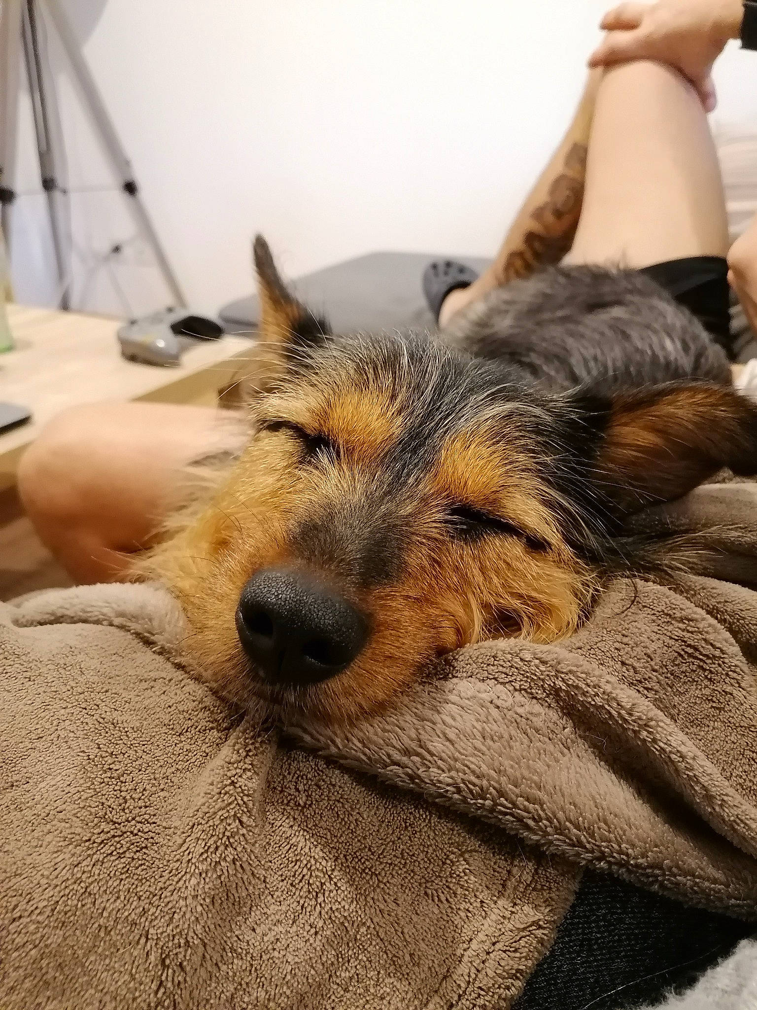 Pepsie participe au concours pour gagner de l'argent avec cette photo : canidae, carnivore, comfort, companion_dog, dog, dog_breed, fawn, fur, linens, old_german_shepherd_dog, paw, snout, sporting_group, vertebrate, whiskers, working_animal, working_dog