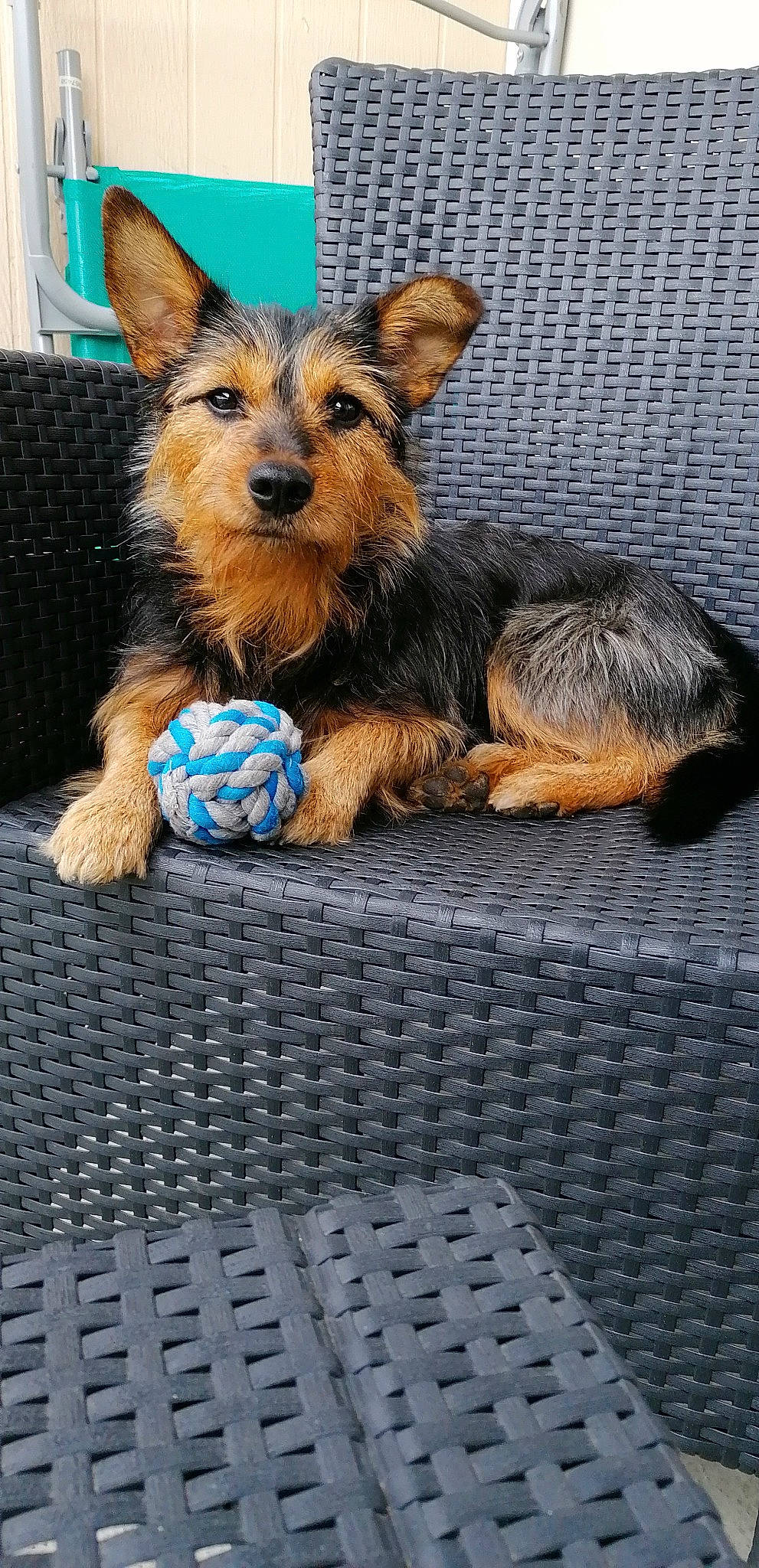 Pepsie participe au concours pour gagner de l'argent avec cette photo : ball, canidae, carnivore, companion_dog, couch, dog, dog_breed, dog_supply, dog_toy, football, fur, mesh, pet_supply, small_terrier, snout, soccer_ball, stuffed_toy, terrier, vertebrate