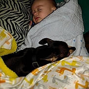 Reese joined the competition — help win amazing prizes! animal, baby, bed, blanket, child, closeup, comfort, cozy, cute, dog, fur, indoor, nap, peaceful, pet, rest, sleeping, snuggle, together, warm