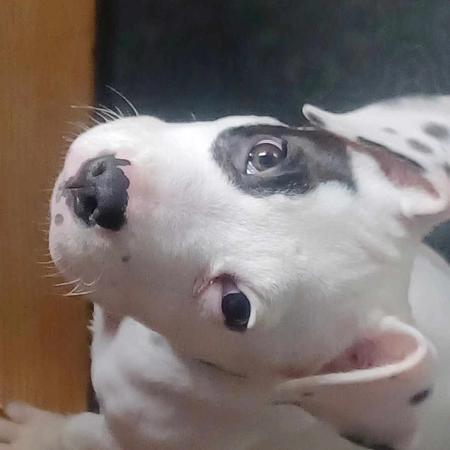 Prince is registered to the contest to win money with this photo: animal, boxer, bulldog, canine, dalmatian, dog, face, frenchbulldog, head, hound, indoors, interiordesign, person, pet, photography, pig, pitbull, puppy, snout, whitedog