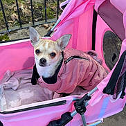 Lara joined the competition — help win amazing prizes! dog, chihuahua, stroller, pink, jacket, pet, outdoor, grass, fence, small_dog, canine, cute, animal, pavement, leisure, cozy, looking_up, pet_accessory, winter_wear, companion