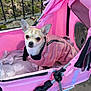 dog, chihuahua, stroller, pink, jacket, pet, outdoor, grass, fence, small_dog, canine, cute, animal, pavement, leisure, cozy, looking_up, pet_accessory, winter_wear, companion