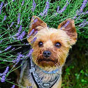 Joey is registered to the contest to win money with this photo: dog, puppy, lavender, flowers, greenery, outdoor, nature, pet, cute, curious, fur, ears, snout, collar, harness, grass, closeup, portrait, small_dog, animal
