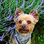 dog, puppy, lavender, flowers, greenery, outdoor, nature, pet, cute, curious, fur, ears, snout, collar, harness, grass, closeup, portrait, small_dog, animal