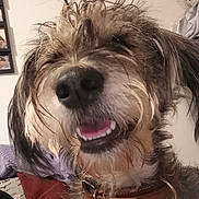 Chanel a rejoint le concours — aidez-le/la à gagner de superbes lots ! dog, close_up, indoor, collar, happy, scruffy, fur, pet, mouth_open, teeth, canine, animal, brown_collar, face, portrait, furry, cute, domestic_animal, smiling, playful