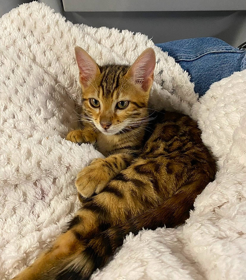 Zorba participe au concours pour gagner de l'argent avec cette photo : carnivore, cat, cat_supply, claw, comfort, domestic_short_haired_cat, fawn, felidae, fur, linens, paw, pet_supply, sitting, small_to_medium_sized_cats, snout, tail, terrestrial_animal, whiskers, wildlife